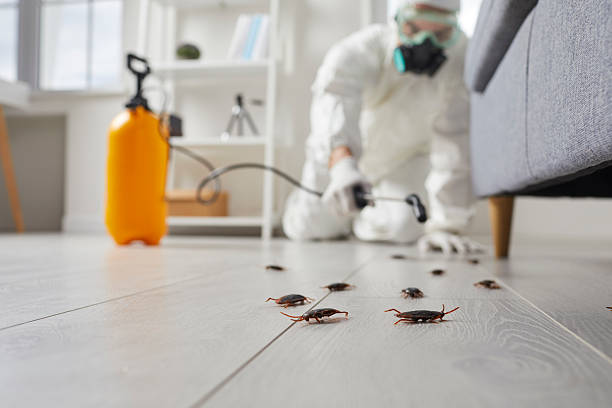 Post-Treatment Bed Bug Interceptor Monitoring in Selma